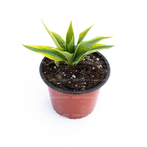 Crin de toamna (Hosta)