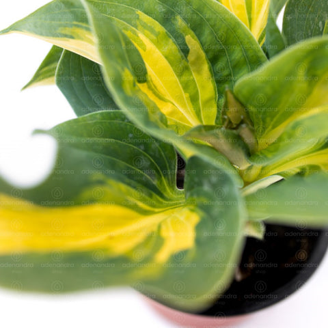 Crin de toamna (Hosta)