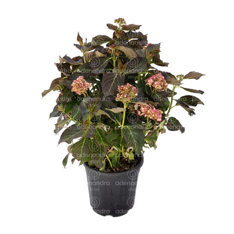 Hortensie (Hydrangea Macrophylla), h 80-100 cm