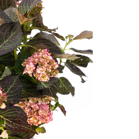 Hortensie (Hydrangea Macrophylla), h 80-100 cm