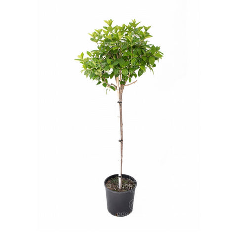 Hortensie pe tulpina (Hydrangea Paniculata LimeLight)