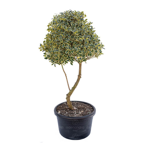 Laur cu bobite rosii (Ilex Mutchagara Nellie R. Stevens), 06-08 Alto Fusto