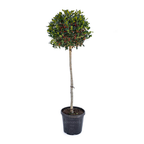 Laur cu bobite rosii (Ilex Nellie R.Stevens), h 120-140 cm, verde