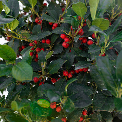 Laur cu bobite rosii (Ilex Nellie R.Stevens), h 120-140 cm, verde