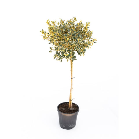 Laur pe tulpina (Ilex Aquifolium Argenteomarginat), h 160-180 cm