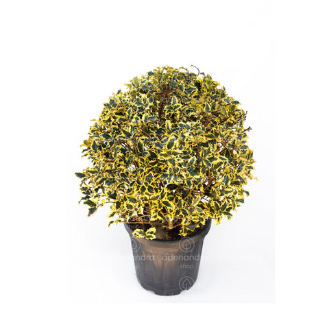 Laur cu bobite rosii (Ilex Madame Briot Glob), h 60-70 cm