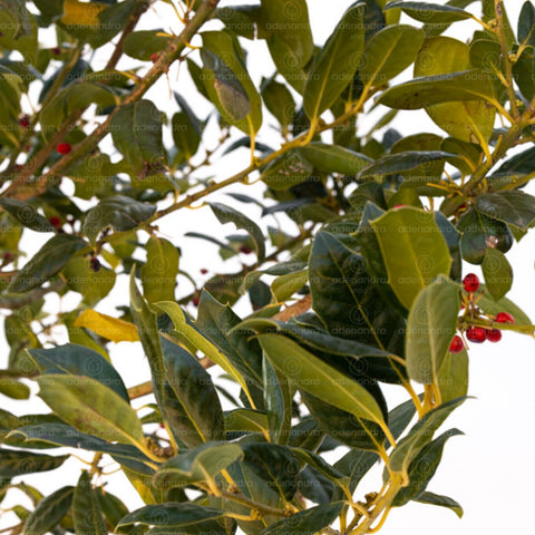 Laur cu bobite rosii (Ilex Madame Briot Glob), h 60-70 cm