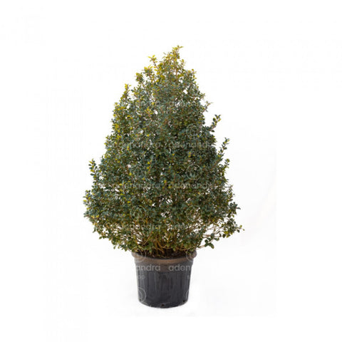 Laur (Ilex Meserveae Blue Prince), h 150-175 cm, verde