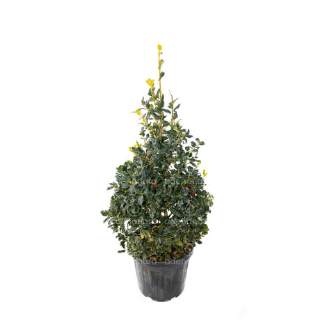 Laur cu bobite rosii (Ilex Nellie R.Stevens), h 80-100 cm, verde