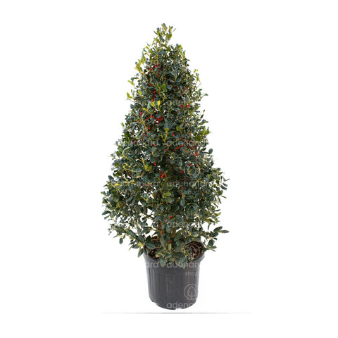 Laur cu bobite rosii (Ilex Nellie R.Stevens), h 125-150 cm, verde