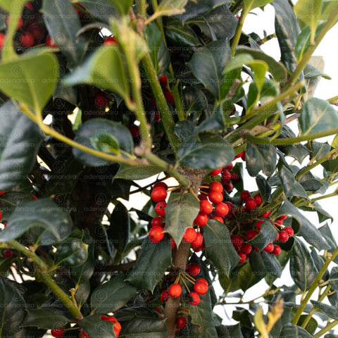Laur cu bobite rosii (Ilex Nellie R.Stevens), h 125-150 cm, verde