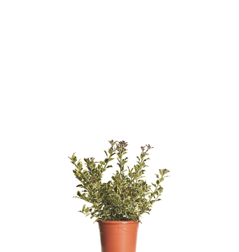 Laur cu bobite rosii ( Ilex Aquifolium Argenteomarginata) 30-50 cm