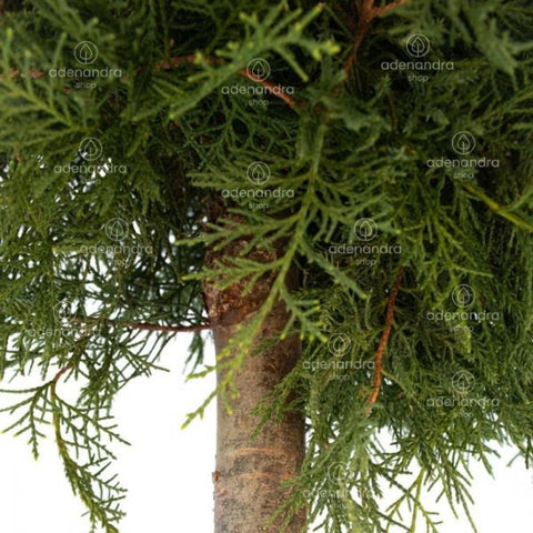 Ienupar Sabina Tamariscifolia pe tulpina, h 120-140 cm, verde