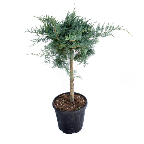 Ienupar tarator (Juniperus Virginiana Grey Owl), h 120-140 cm, albastru
