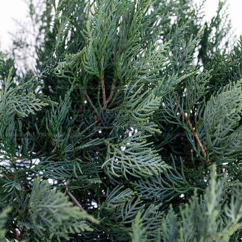 Ienupar tarator (Juniperus Virginiana Grey Owl), h 120-140 cm, albastru