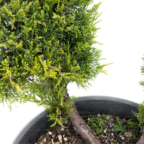 Ienupar bonsai (Juniperus Media Mint Julep), h 80-100 cm, verde