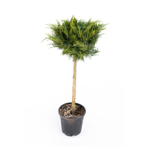 Ienupar galben pe tulpina (Juniperus Media Old Gold), h 100-120 cm