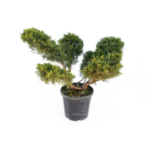 Ienupar bonsai (Juniperus Media Old Gold), h 80-100 cm, galben