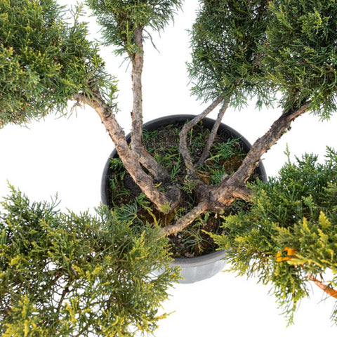 Ienupar bonsai (Juniperus Media Old Gold), h 80-100 cm, galben