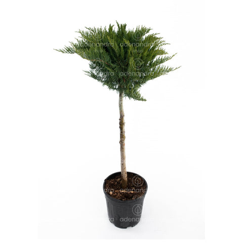 Ienupar Sabina Tamariscifolia pe tulpina, h 120-140 cm, verde
