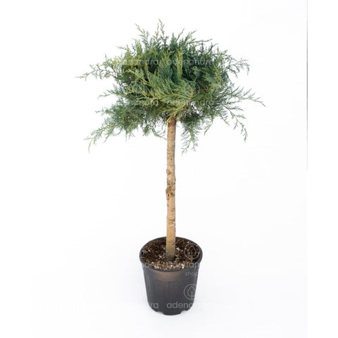 Ienupar tarator (Juniperus Virginiana Grey Owl), h 120-140 cm, albastru