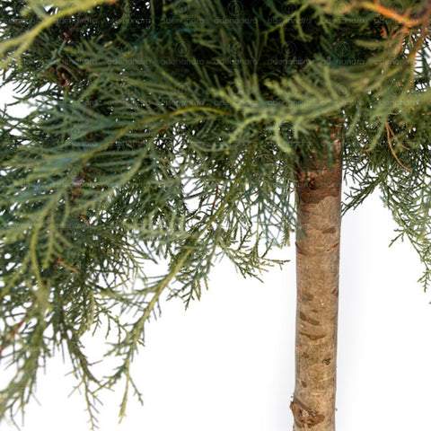 Ienupar tarator (Juniperus Virginiana Grey Owl), h 120-140 cm, albastru