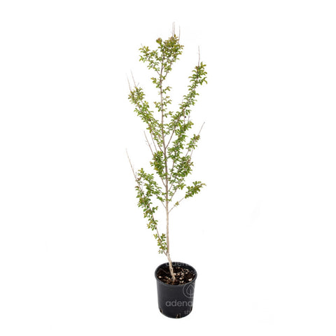 Liliac indian (Lagerstroemia Indica), h 125-150 cm