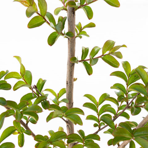 Liliac indian (Lagerstroemia Indica), h 125-150 cm