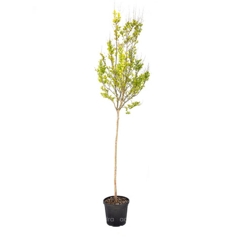 Liliacul indian (Lagestroemia Indica), h 200