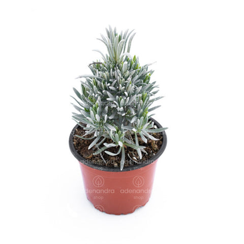 Lavanda Angustifolia, h 30 cm, mov