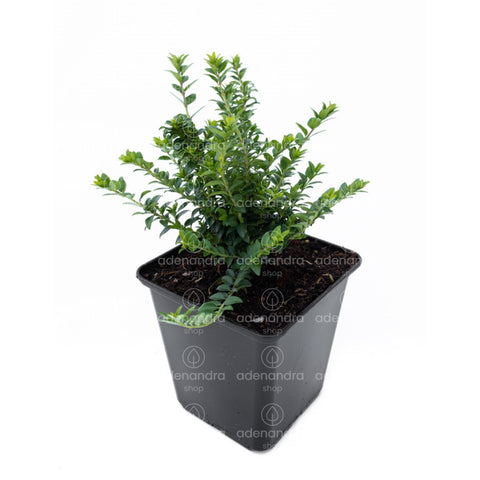 Caprifoi tarator (Lonicera Nitida Maigrun), h 20-40 cm
