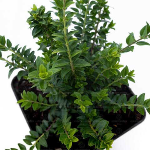 Caprifoi tarator (Lonicera Nitida Maigrun), h 20-40 cm