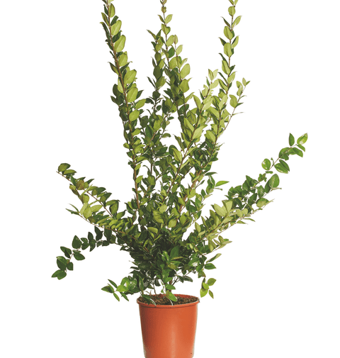 Ligustrum Texan (Ligustrum Texanum) 60-80 cm