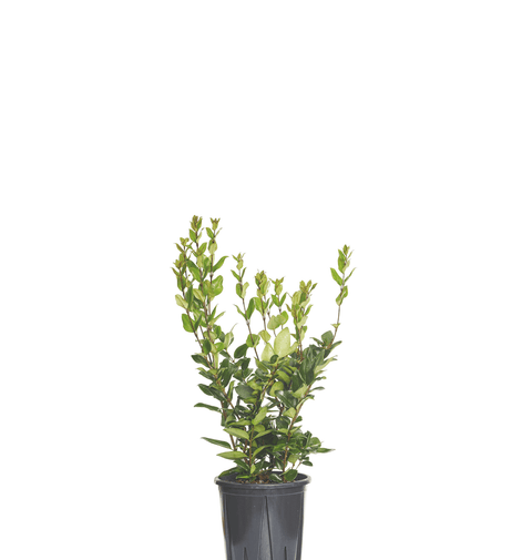 texanischer liguster Texanisches Ligustrum (Ligustrum Texanum) 20-40 cm