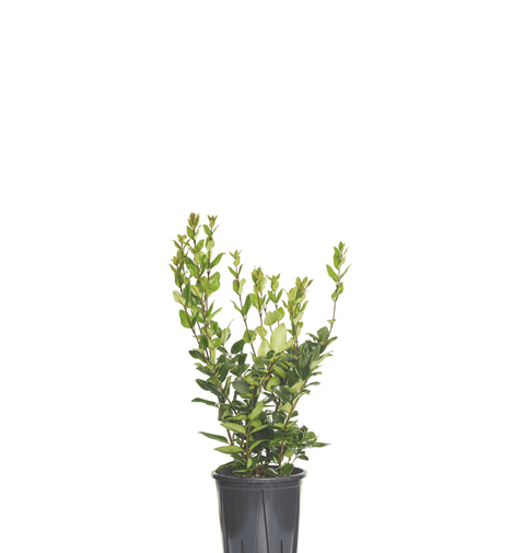 Ligustrum Texan (Ligustrum Texanum) 20-40 cm