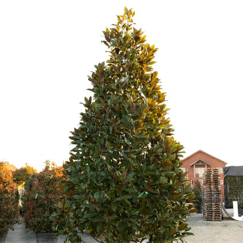 Magnolia Grandiflora Gallisoniensis, h 300-350 cm, verde