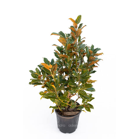 Magnolia Grandiflora Gallissoniensis, h 60-80 cm