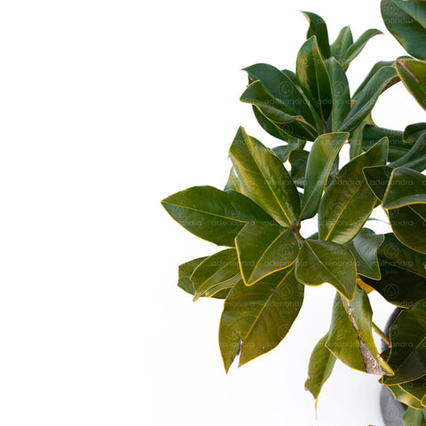 Magnolia Grandiflora Gallissoniensis, h 60-80 cm
