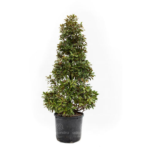 Magnolia grandiflora (Goliath Praecox), h 250-300 cm