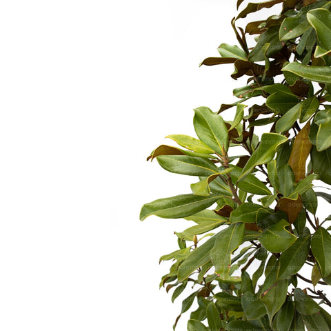 Magnolia grandiflora (Goliath Praecox), h 250-300 cm