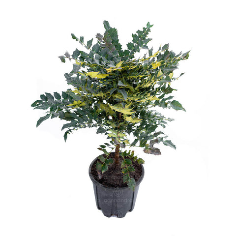 Mahonia Charity, h 30-40 cm