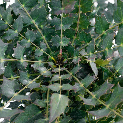 Mahonia Charity, h 30-40 cm