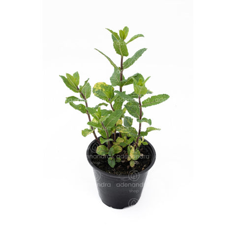Menta Piperita