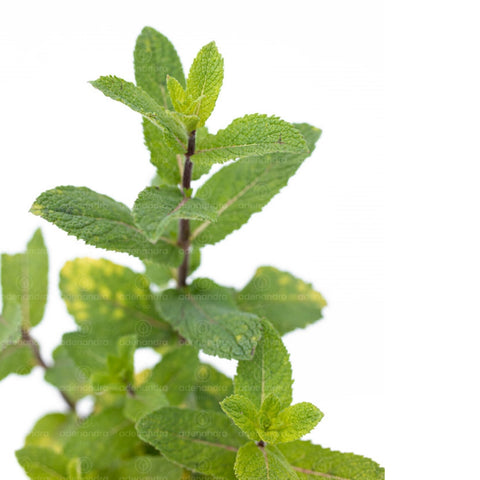 Menta Piperita