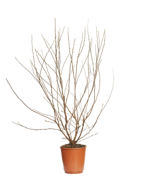 Magnolia cu flori stelate (Magnolia Stellata) 125-150 cm