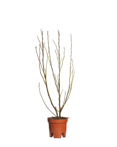 Magnolia cu flori purpurii (Magnola Susan) 80-100 cm