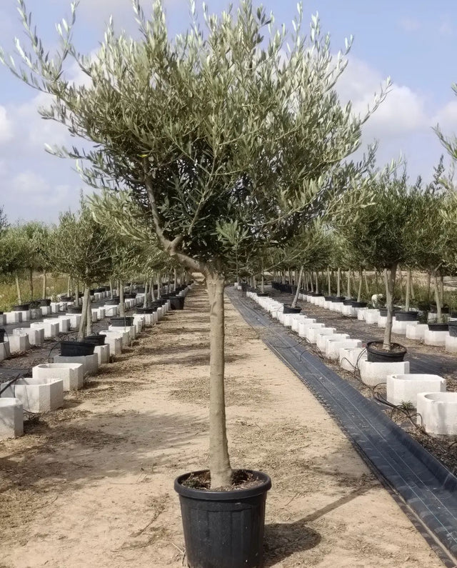 Măslin în ghiveci (Olea europaea) șì arbore mediteranean pentru grădin ...