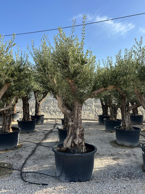 Maslin Olea Europaea in Ghiveci -Arbore Meditereanean Ornamental