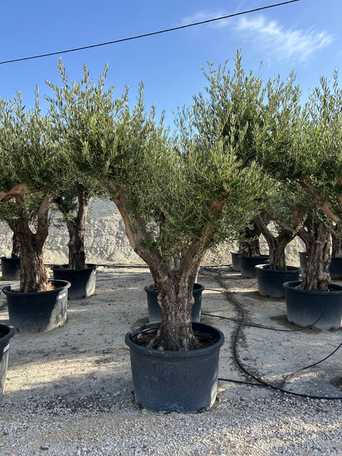 Maslin Olea Europaea in Ghiveci -Arbore Meditereanean Ornamental