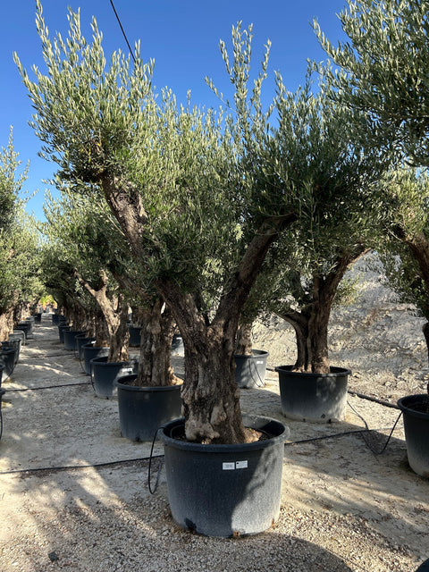 Maslin Olea Europaea in Ghiveci -Arbore Meditereanean Ornamental